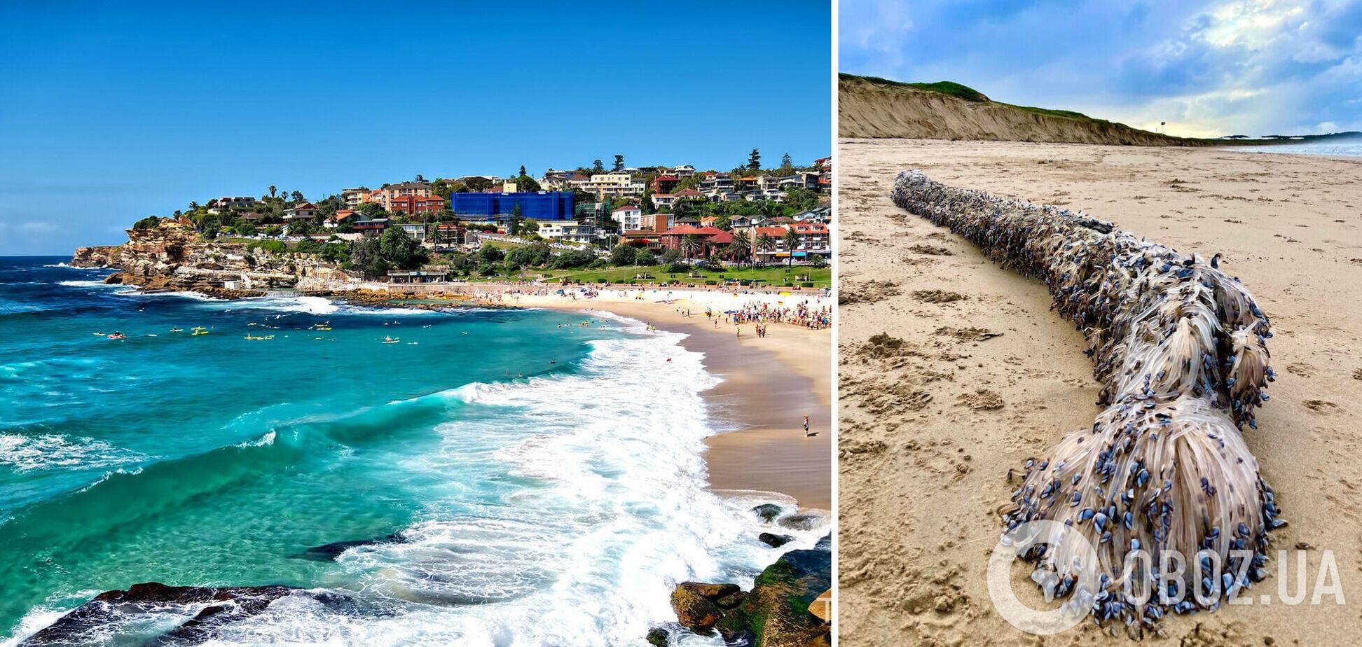 Наче фільм жахів: на пляж в Австралії викинуло дивні істоти, які виконували 'смертельний танець'. Фото, відео