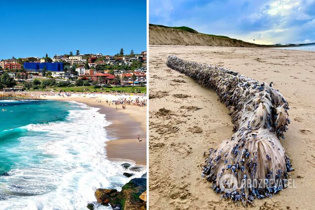 Будто фильм ужасов: на пляж в Австралии выбросило странные существа, исполнявших 'смертельный танец'. Фото, видео