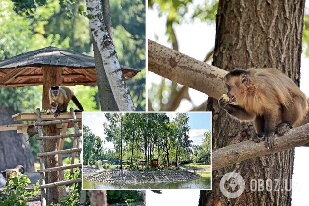 Для приматів створили все необхідне