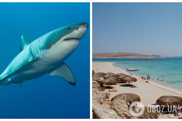 У Хургаді внаслідок нападу акули загинула ще одна жінка: нові деталі трагедії