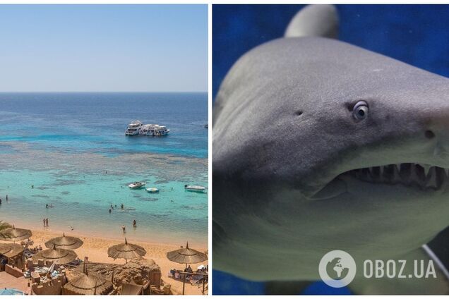 У Єгипті вирішили закрити кілька пляжів для туристів через смертельні напади акули