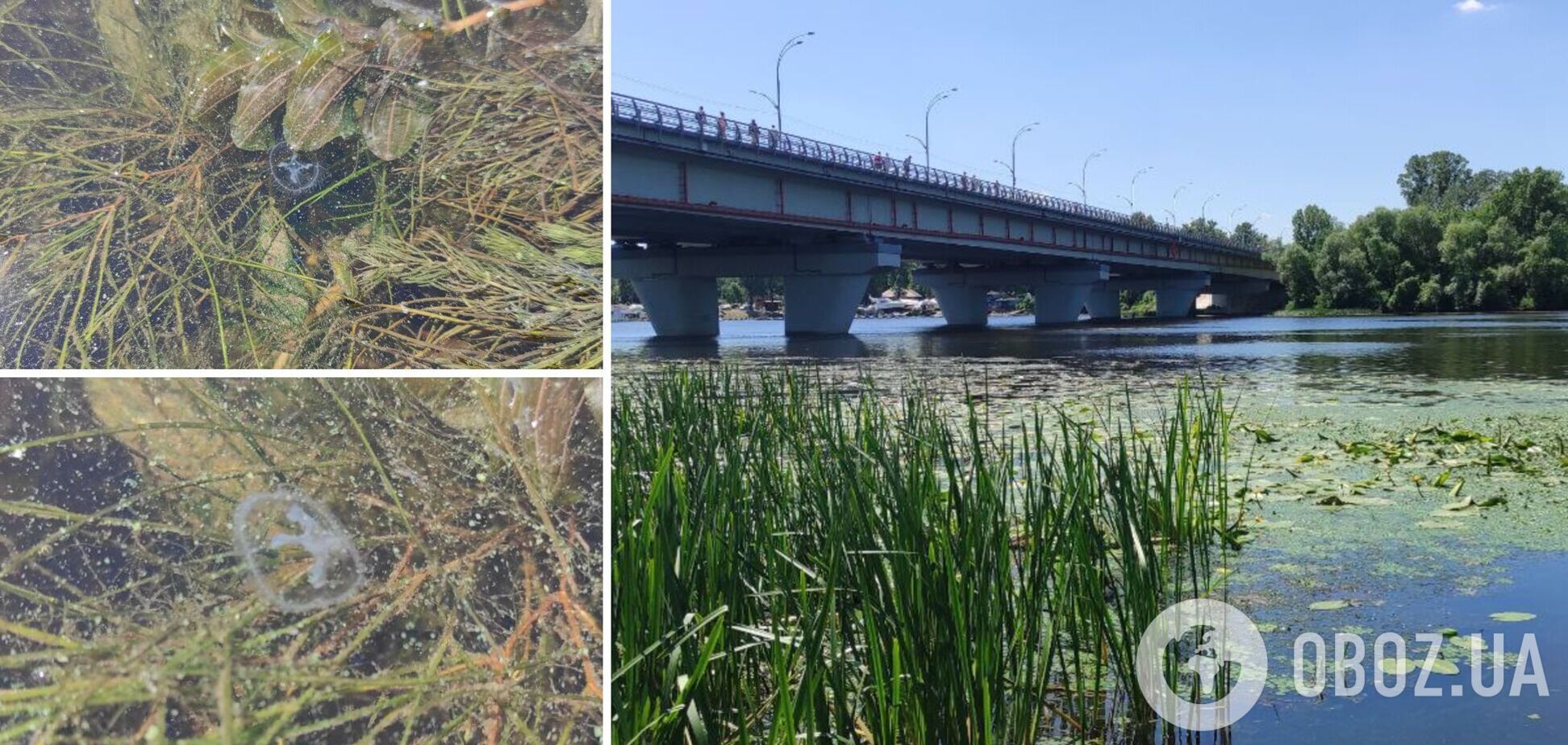 Розмір медуз не перевищував одного сантиметра
