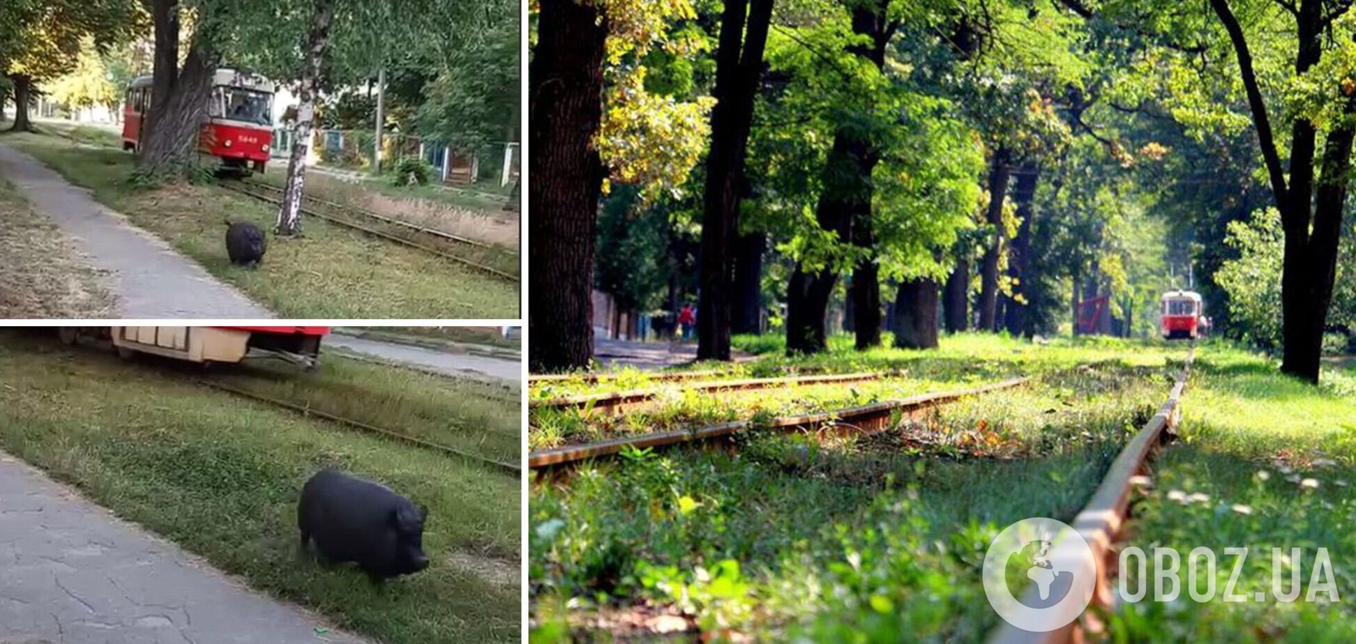Свинка бегала по улицам Пуща-Водицы
