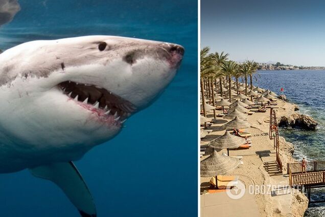 Тело второй жертвы нашли через несколько часов: новые детали смертельных нападений акулы в Египте