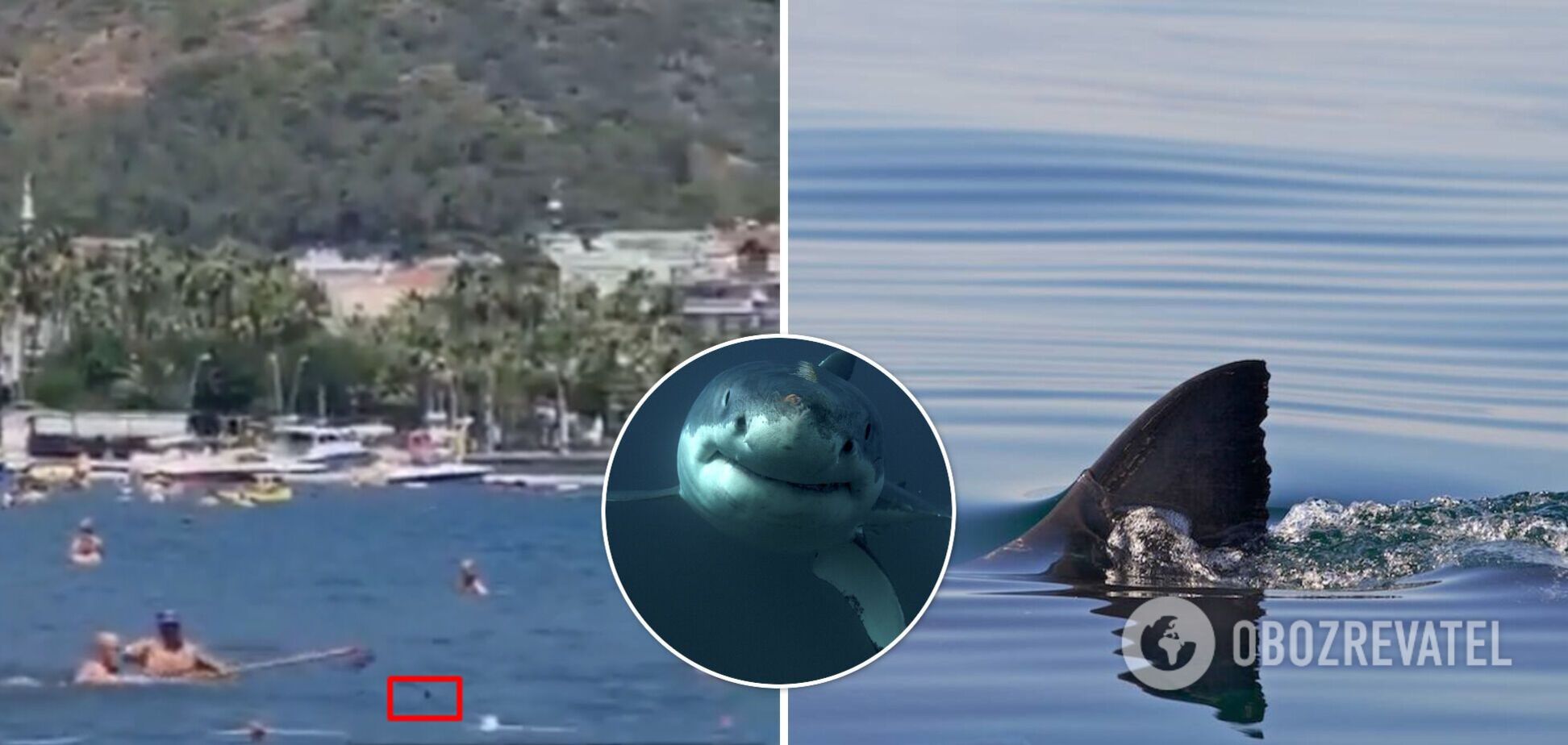 В Турции 'акулу' прогнали шваброй