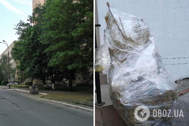 Дерево помітили на вулиці Максима Кривоноса