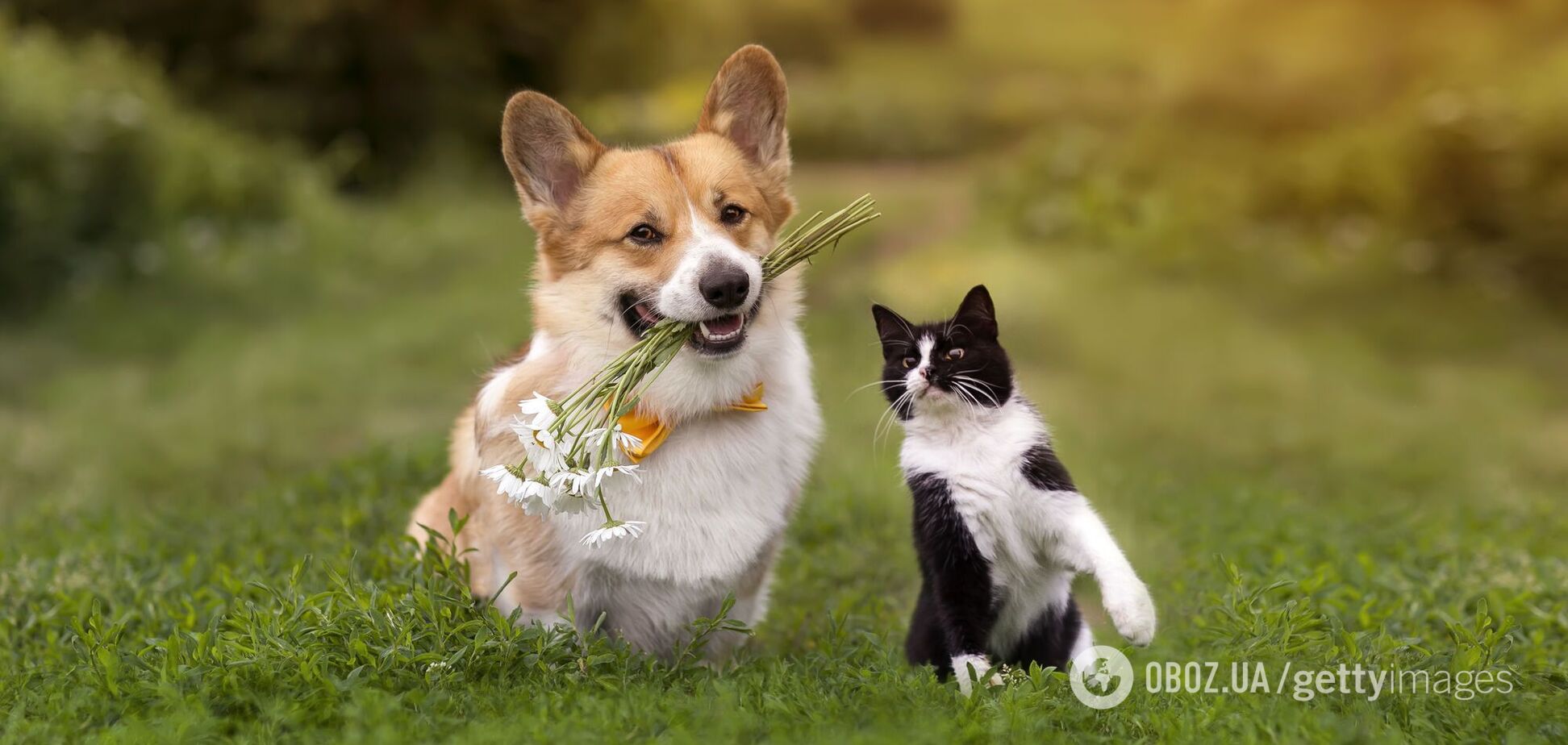 Их следует избавиться. 10 наиболее токсичных цветов и растений для домашних животных