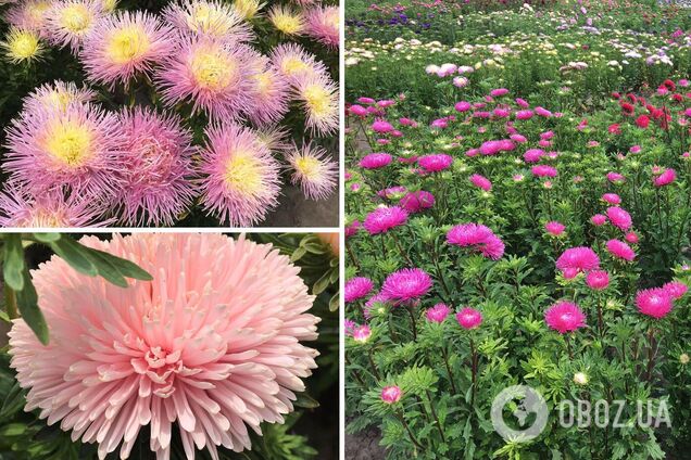 У ботсаду розпочався період цвітіння айстр