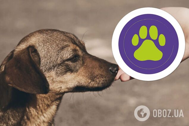  Лапка турботи: MasterZoo і UAnimals за підтримки Visa розпочали збір коштів на допомогу постраждалим від війни тварин