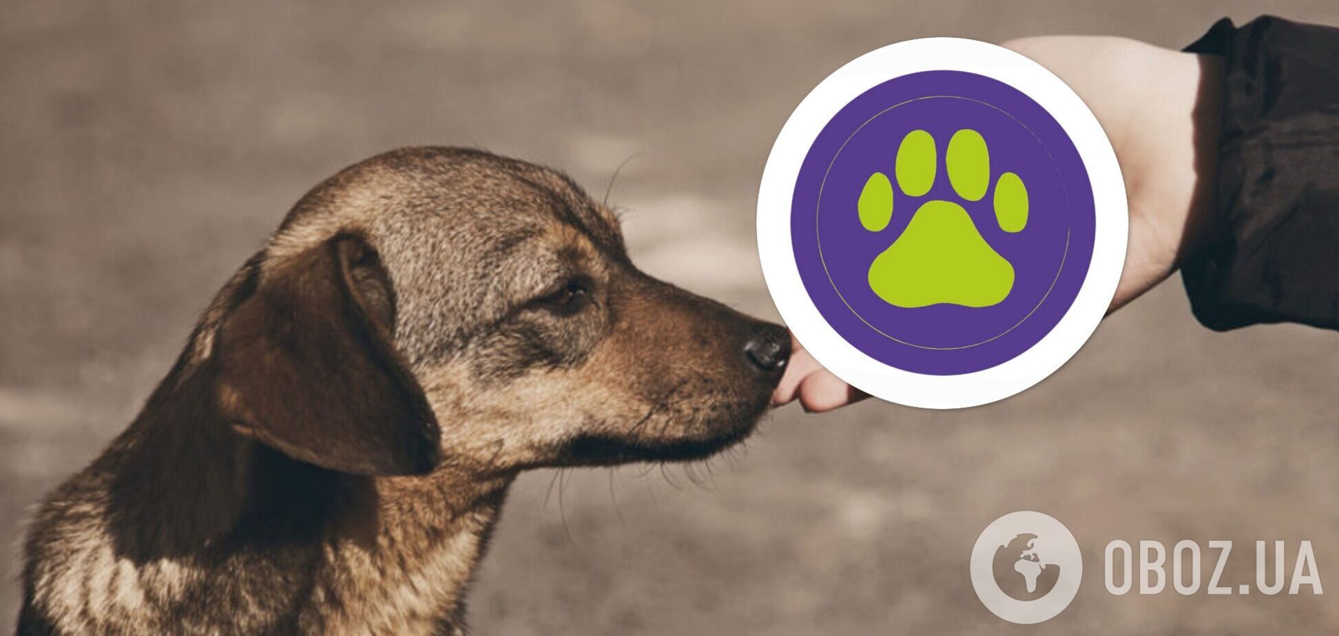 Лапка турботи: MasterZoo і UAnimals за підтримки Visa розпочали збір коштів на допомогу постраждалим від війни тварин