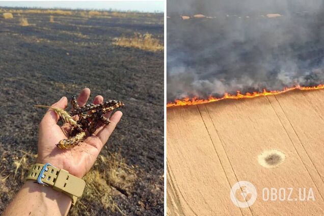 'Когда сеялся подсолнечник, через дорогу бегали солдаты': фермеры из Николаева рассказали о работе во время войны. Видео