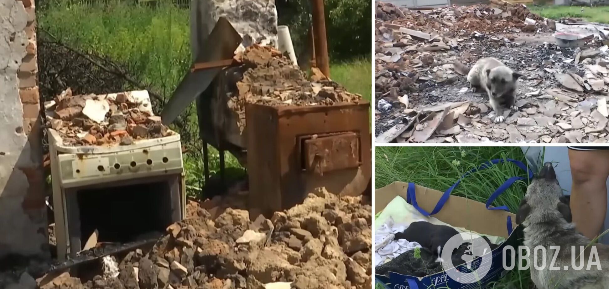 Собака вірно чекав господарів на руїнах будинку