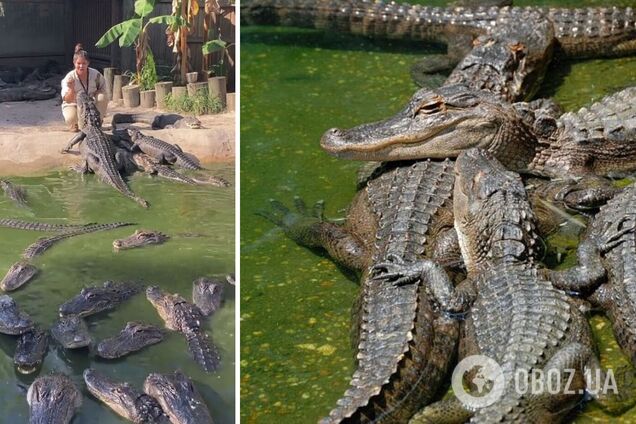 Мережу облетіло відео, як жінка годує з рук зграю гігантських алігаторів: хижаки спокійно чекають своєї черги