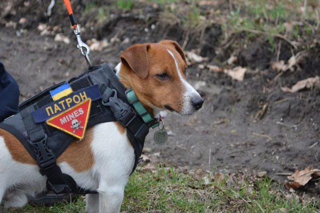 Пес Патрон будет работать в UAnimals