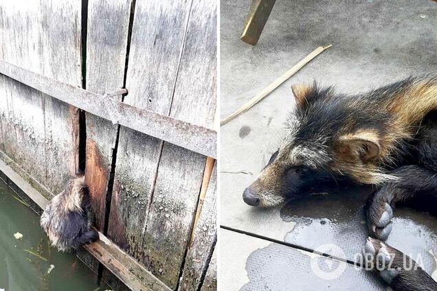На Одещині співробітники ДСНС врятували єнотовидного собаку