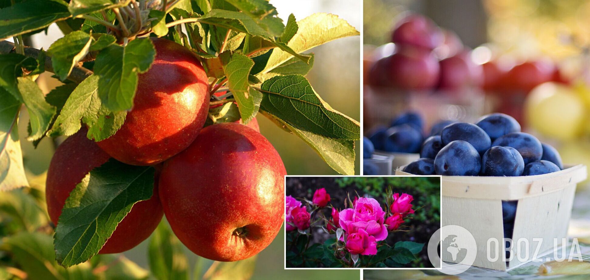 Посівний календар на серпень 2022 року: які дні є сприятливими для роботи в саду та городі