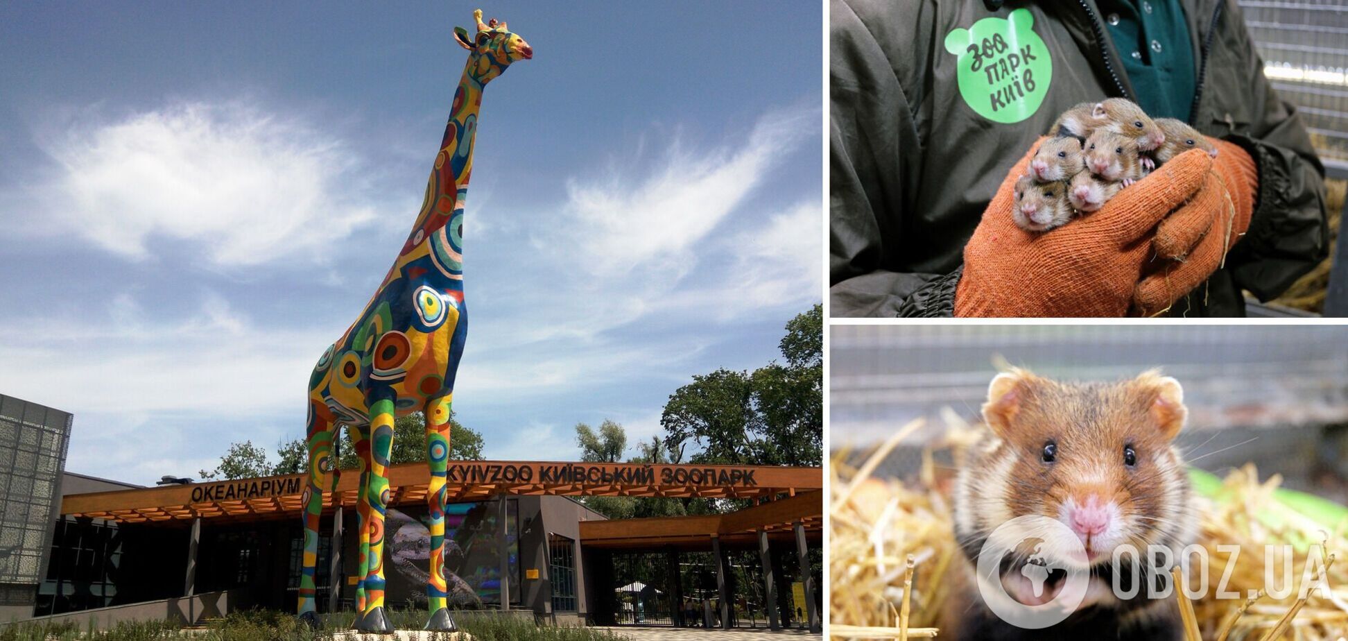 У зоопарку народилися рідкісні хом'яки