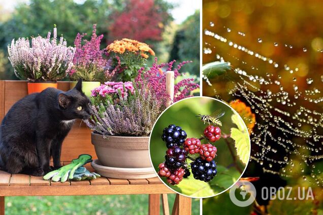 Синоптик озвучил прогноз погоды в Украине