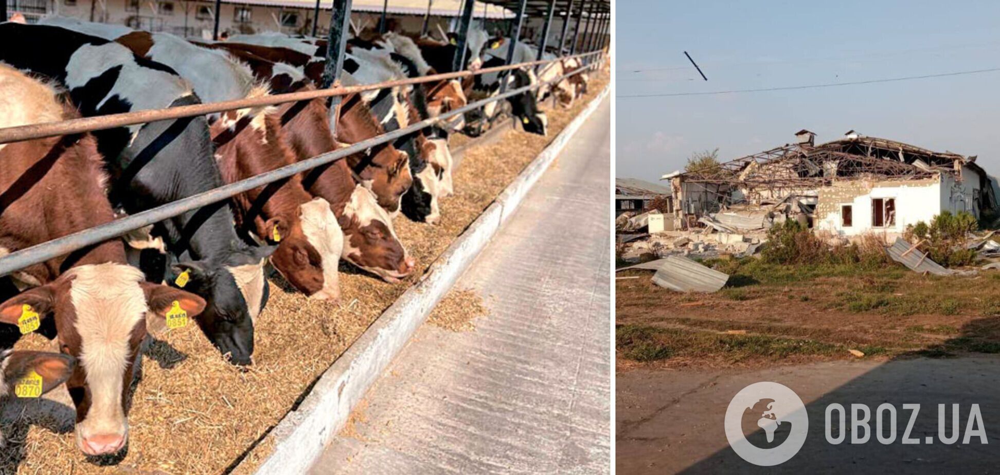 Війська РФ обстріляли ферму на Запоріжжі: загинуло близько тисячі тварин, поранено працівників. Фото 