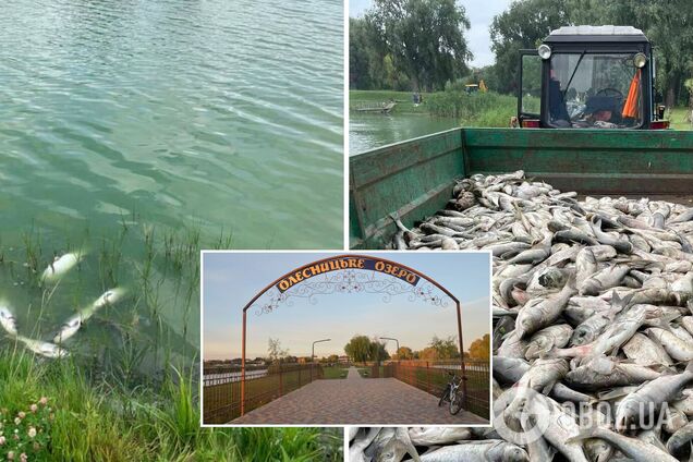 На озері зафіксували масовий мор риби