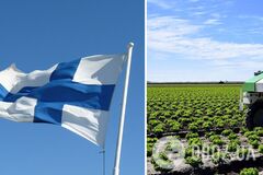 У Фінляндії через війну в Україні не можуть зібрати полуницю