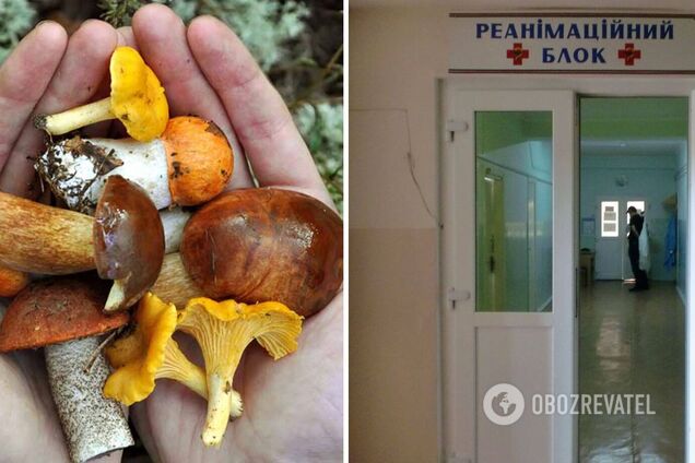 Сестры отравились собранными в лесополосе грибами