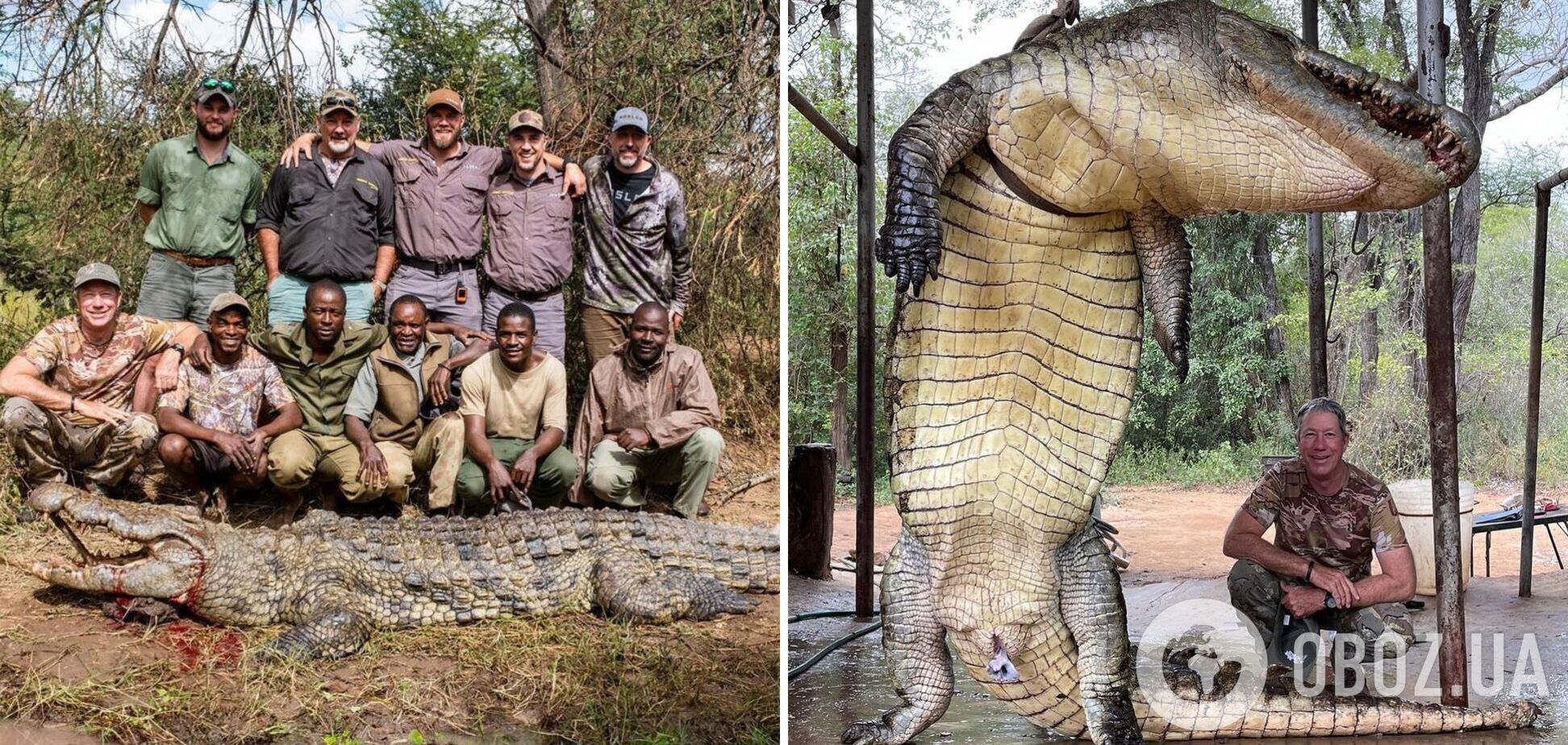 В Зимбабве выловили из озера гигантского крокодила: как выглядит 'динозавр-людоед' длиной 4,5 метра