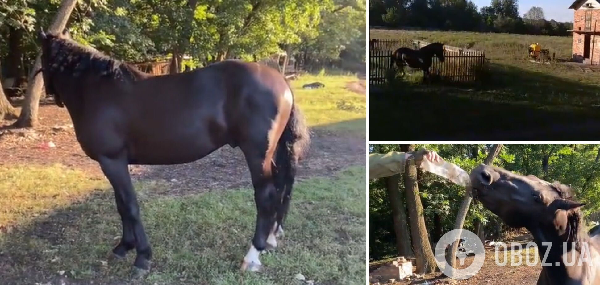 Украинские военные спасли коня