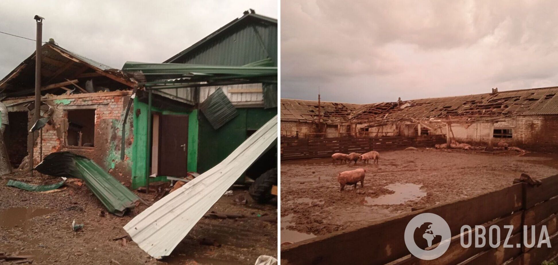 Окупанти обстріляли свиноферму на Сумщині: загинув чоловік і понад 100 голів свиней. Фото