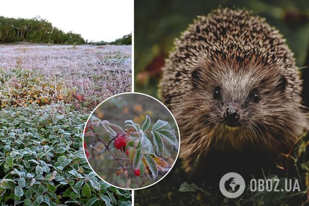В Україну прийшли перші заморозки: в Укргідрометцентрі дали прогноз погоди на найближчі дні