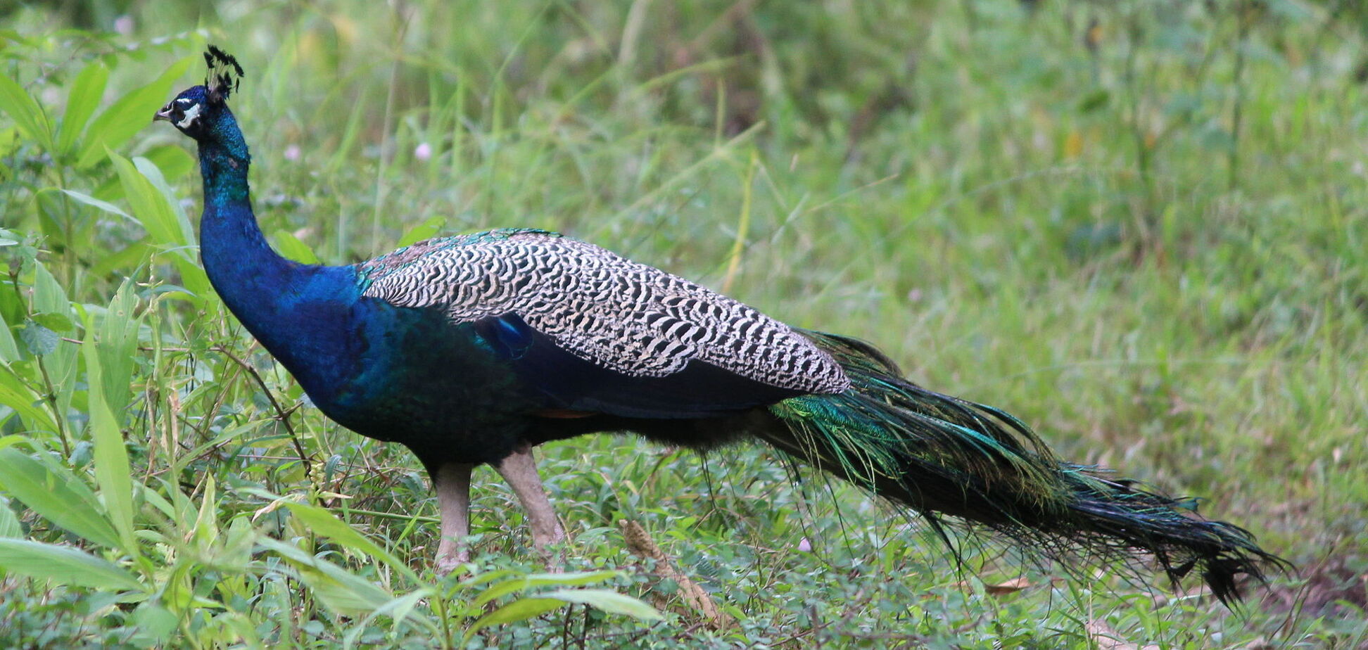 У столиці на вулиці помітили павича
