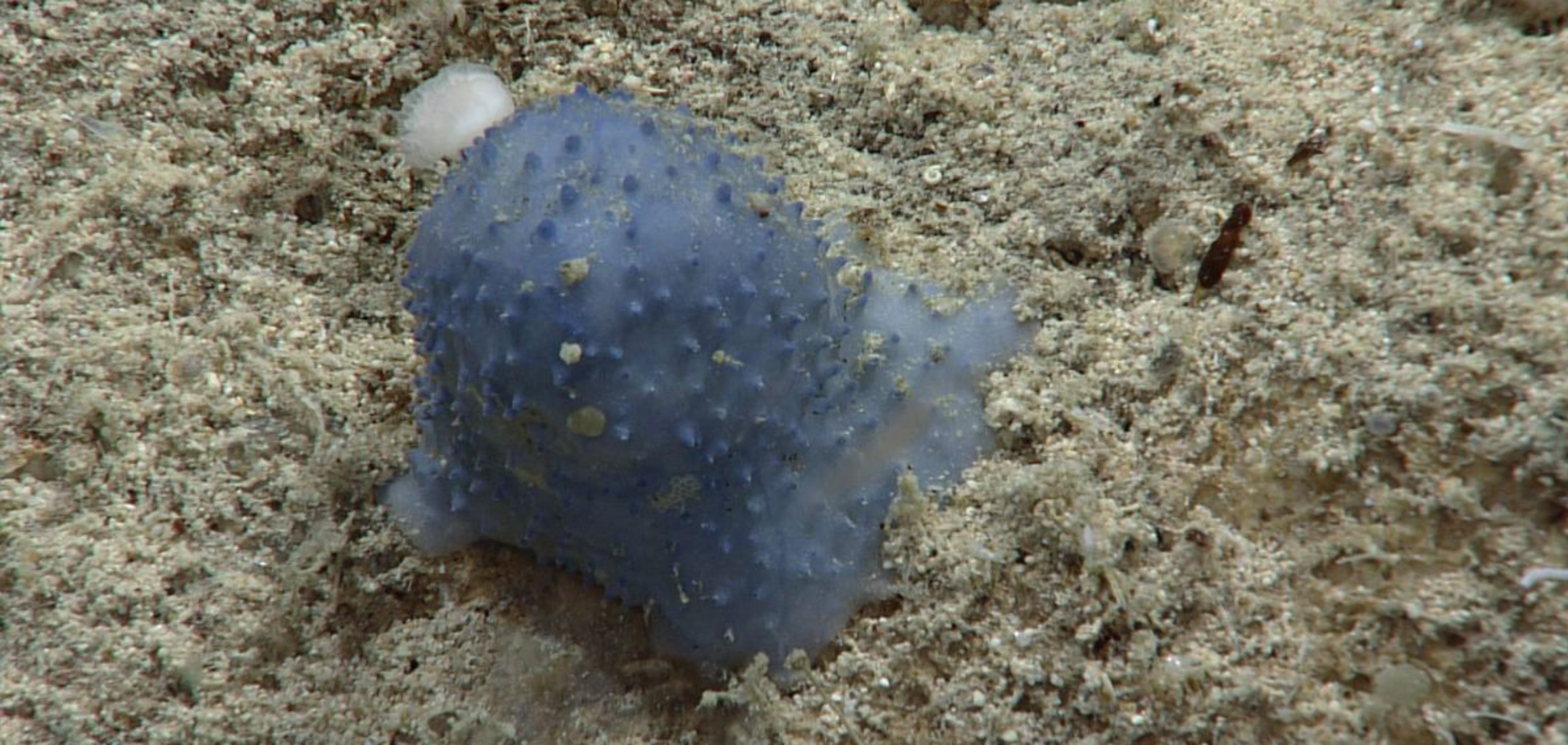 'Голубая слизь' на дне океана озадачила исследователей