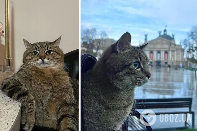 Кіт Степан із Харкова повернувся в Україну та вже почав волонтерську діяльність