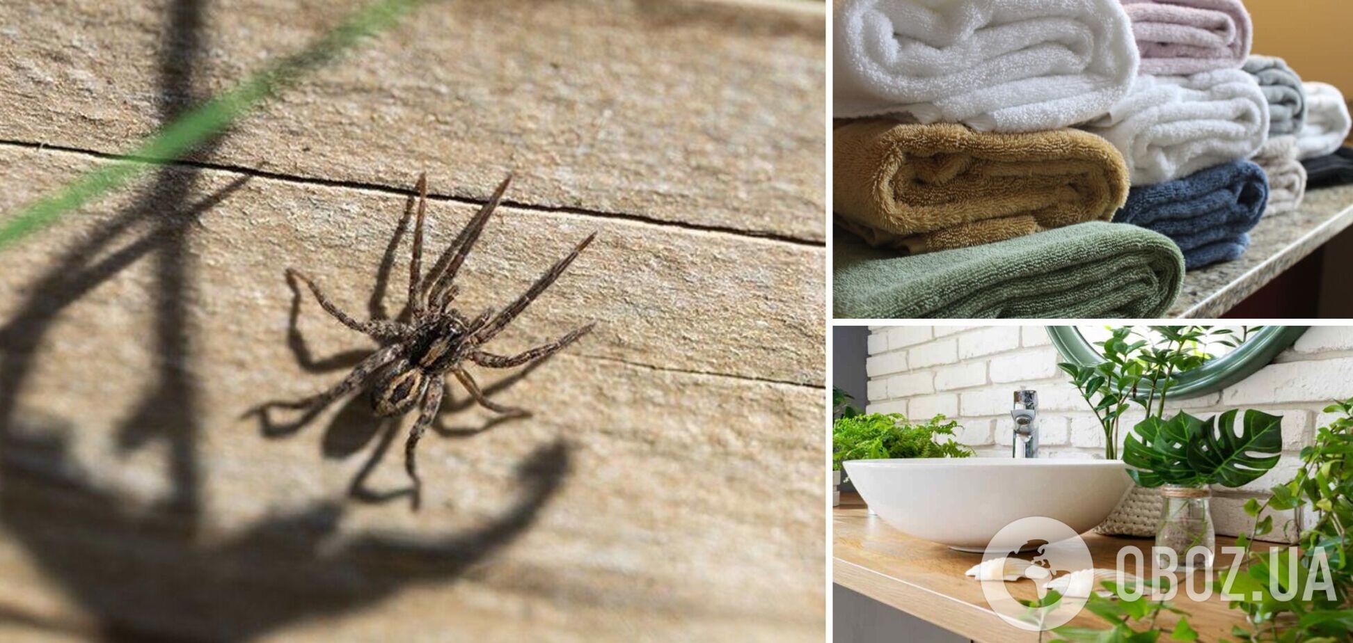 Названы любимые места пауков в вашем доме: как избавиться от нежелательных 'соседей'