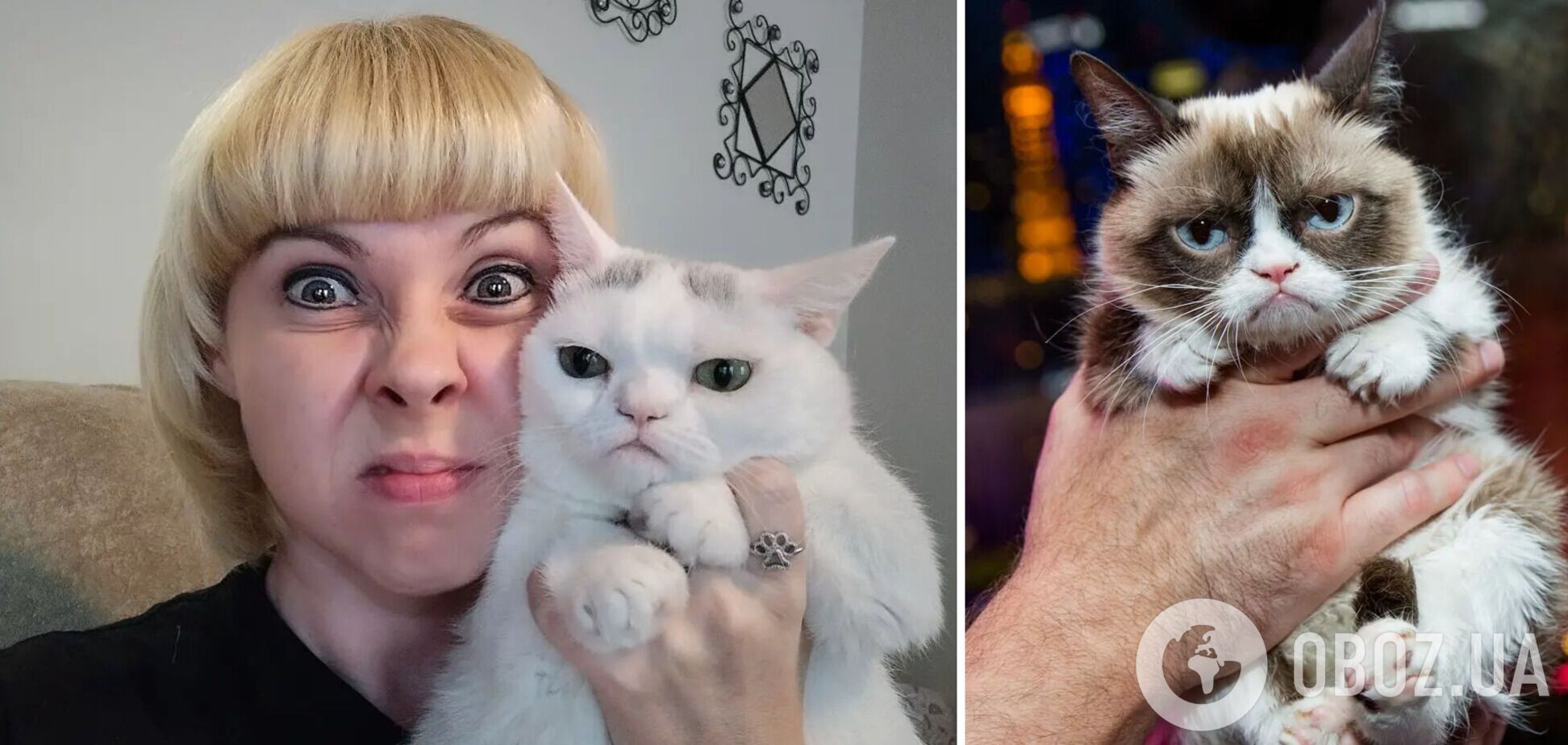 Нова Grumpy Cat. Кішка з Теннесі стала зіркою мережі завдяки похмурій мордочці