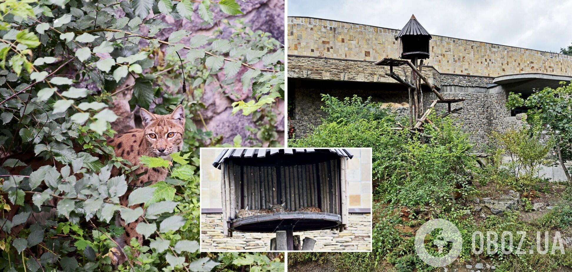 Для животных создали все необходимые условия