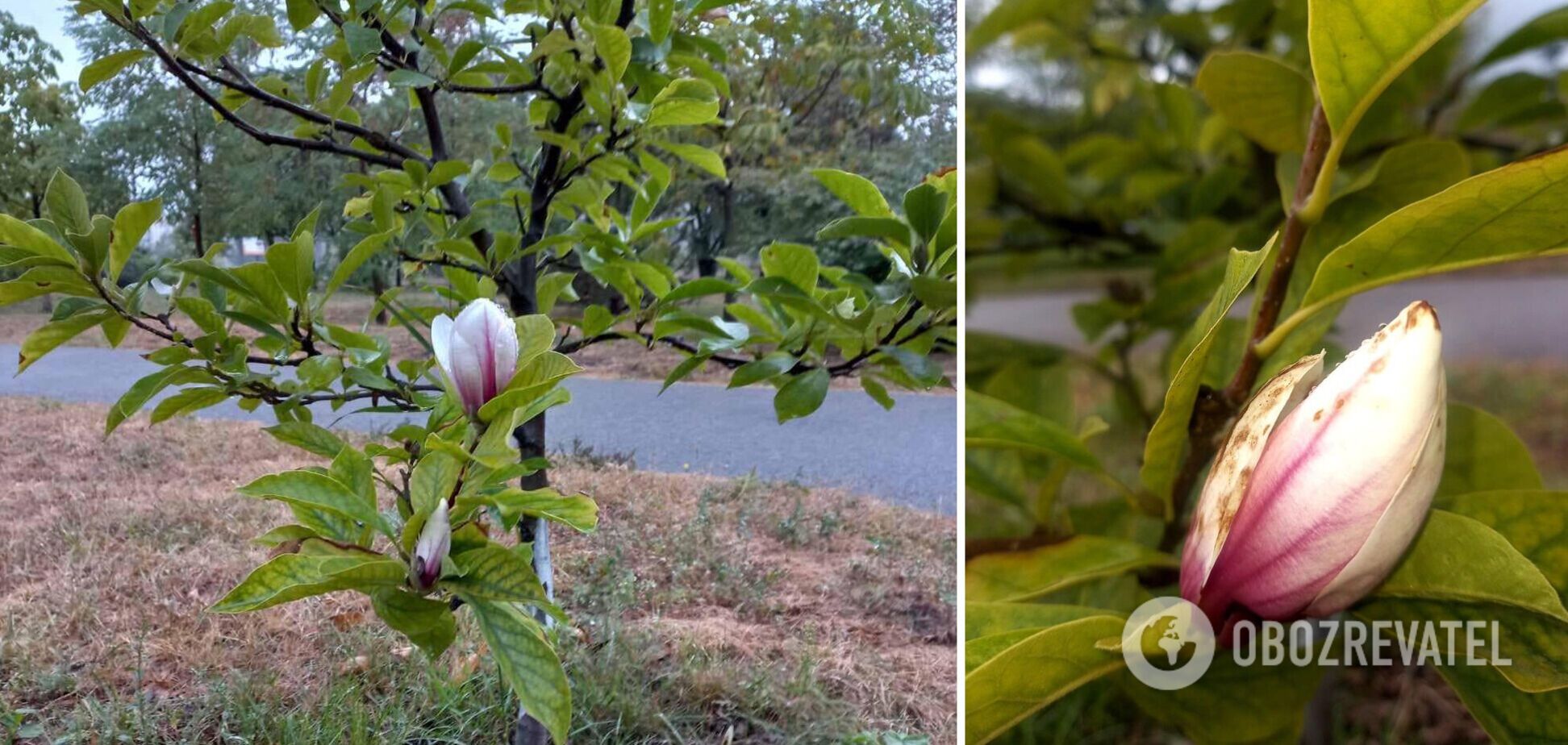 В Киеве зацвела магнолия