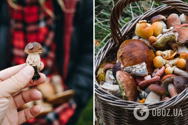 В Винницкой области от отравления грибами умерли двое детей: мать вовремя не обратилась к врачам