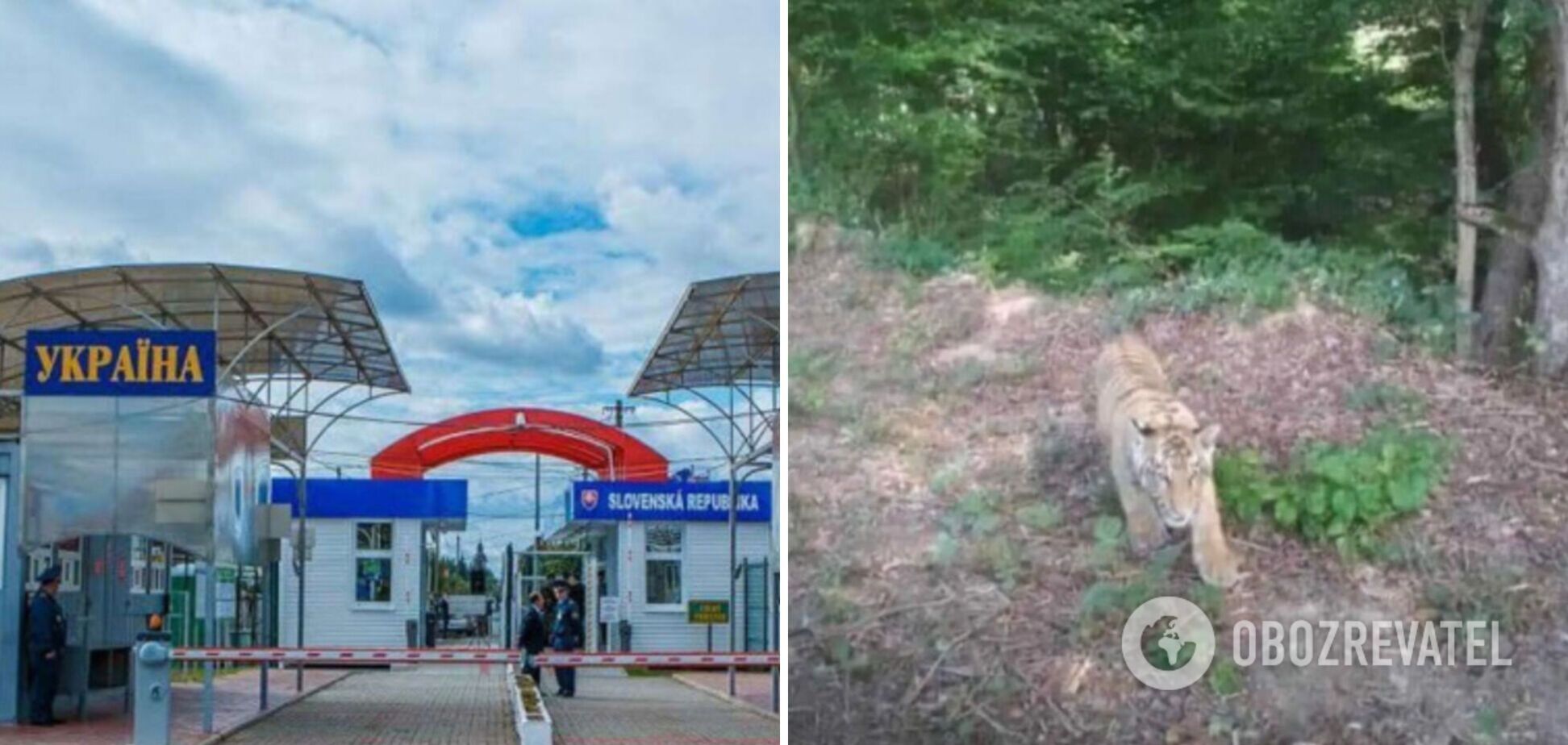 На кордоні України і Словаччини помітили тигра, який втік із господарства на Закарпатті: людей попередили про небезпеку