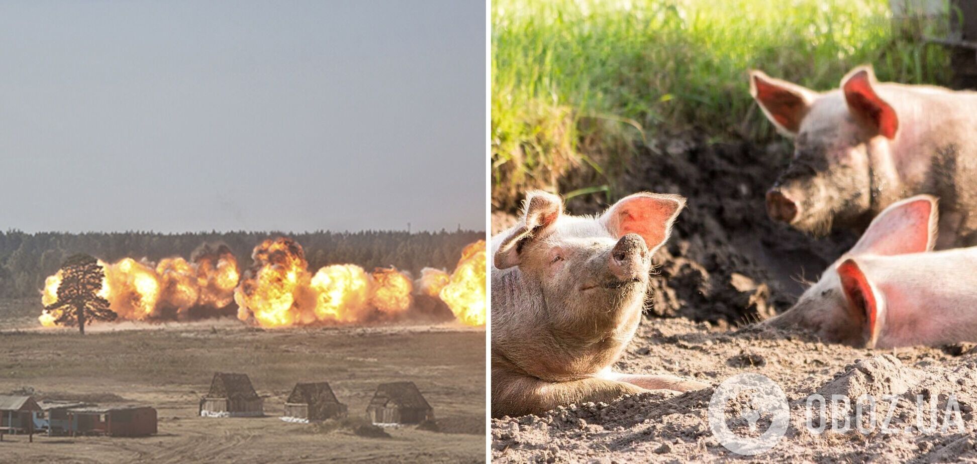 Звикли воювати тільки 'м’ясом': українські розвідники розповіли, як окупанти кілька діб вели бої зі свиньми