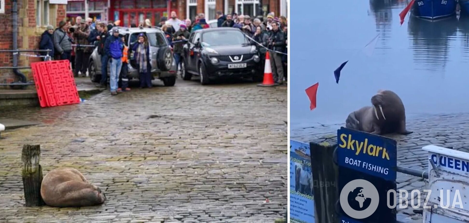 Місто в Британії скасувало новорічний феєрверк, щоб не турбувати моржа, який вирішив перепочити в порту. Фото і відео