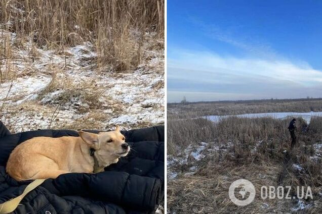 Под Киевом мужчина спас собаку, а сам погиб