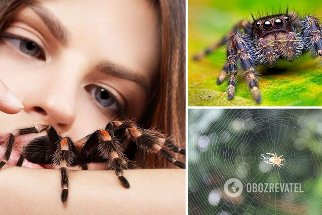 Чому не можна вбивати павуків вдома: суть відомого забобону