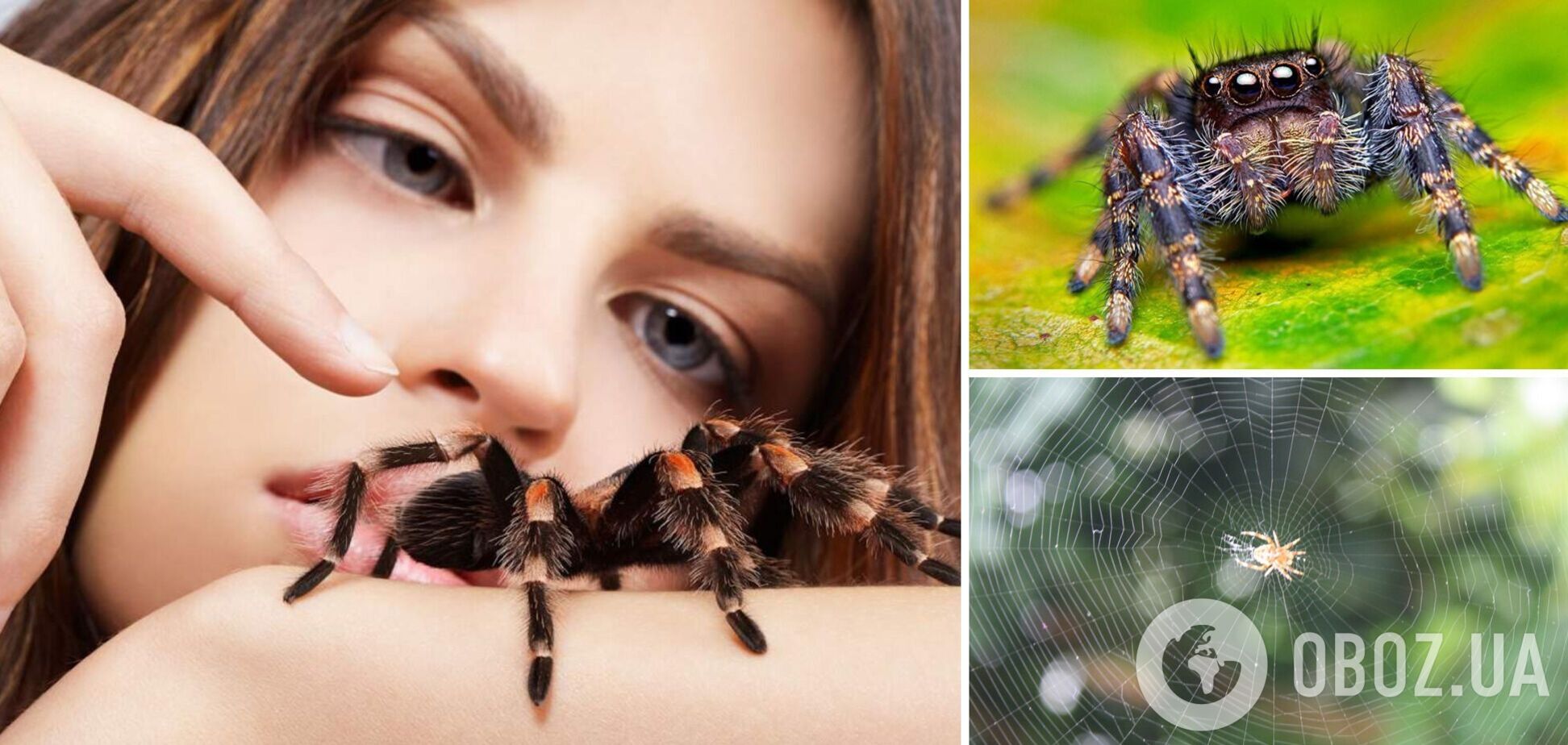 Почему нельзя убивать пауков дома: суть известного предрассудка