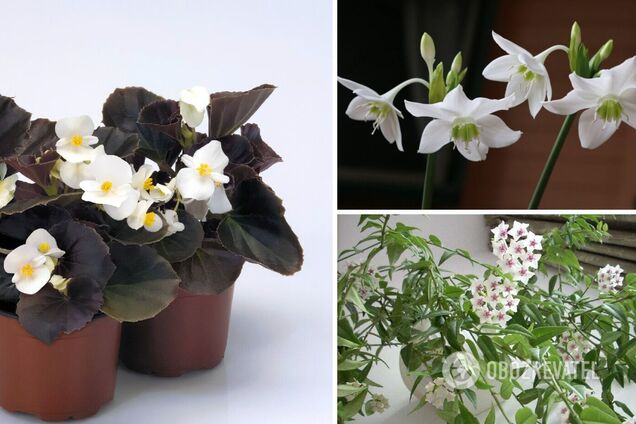 Які кімнатні квіти забезпечать неймовірний аромат вдома: пахнуть як люксові парфуми