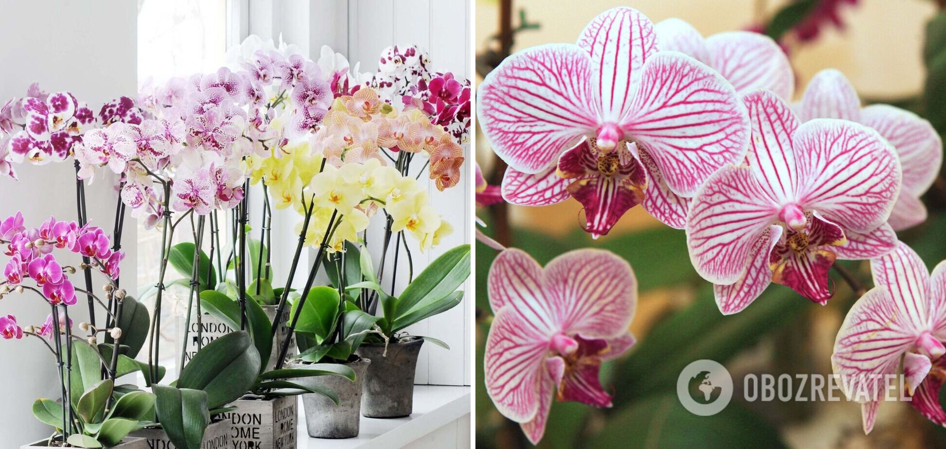 Орхідея цвістиме постійно: де краще поставити рослину