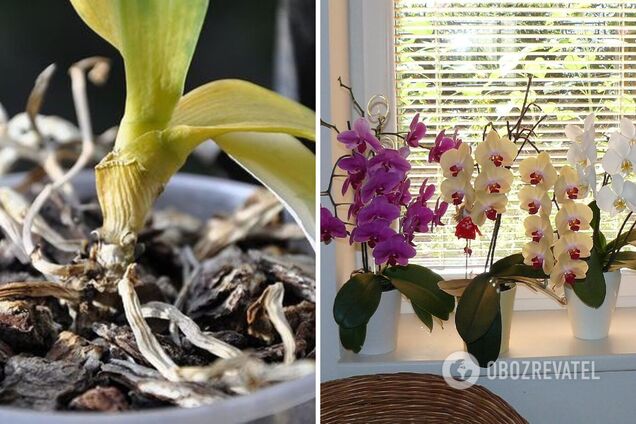 Как спасти сухую орхидею за считаные дни: растение снова расцветет