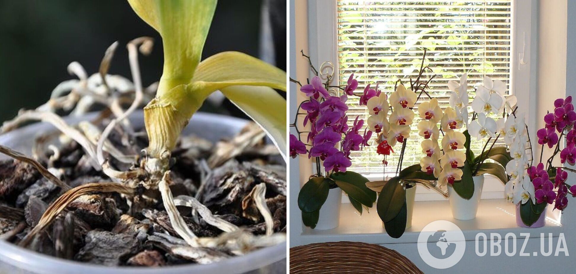 Как спасти сухую орхидею за считаные дни: растение снова расцветет