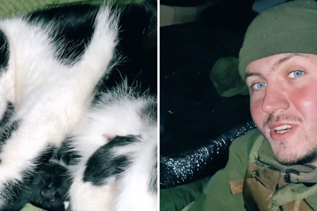 Воин ВСУ в окопе под обстрелом принял роды у кошки и показал новорожденных котят. Видео