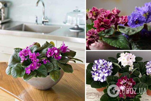 Почему нельзя выращивать дома фиалки и что делать, если они у вас уже есть